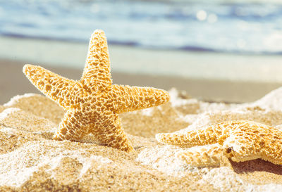 Close-up of sea shells on sand