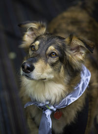 High angle view of dog looking away