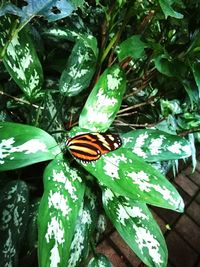 Close-up of butterfly on leaf