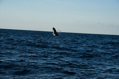 View of bird swimming in sea