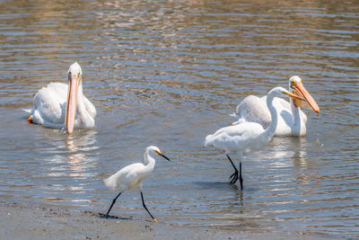 Egrets and pelicans in lake