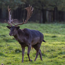 Deer standing on field in forest