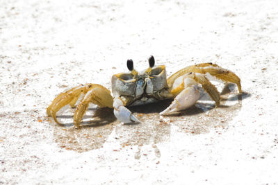 Close-up of crab on beach