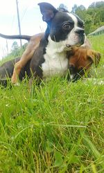 Dog relaxing on grassy field