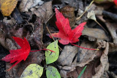 Close-up of red maple leaves on field