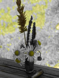 Close-up of flowers against blurred background