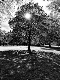 Bare trees against sky during winter