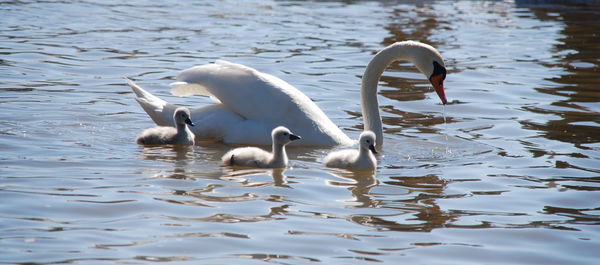 White swan family in river