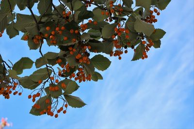 Low angle view of maple tree against sky