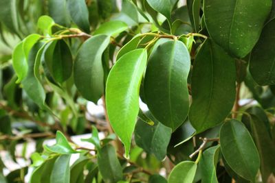 Close-up of fresh green leaves