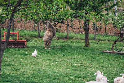 View of a bird on field