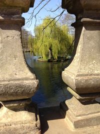 Reflection of trees in water