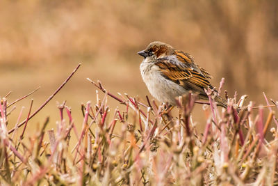 Close-up of bird perching on a plant