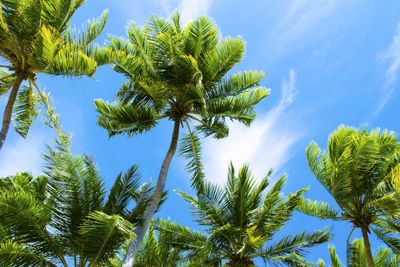 Low angle view of palm trees against blue sky