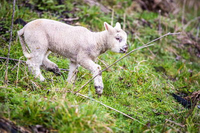 Close-up of sheep on grass