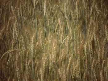 Full frame shot of wheat field