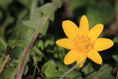 Close-up of yellow flower blooming outdoors