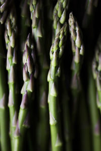 Full frame shot of bamboo plant