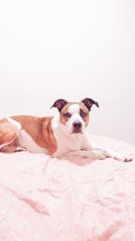 Portrait of dog resting on bed