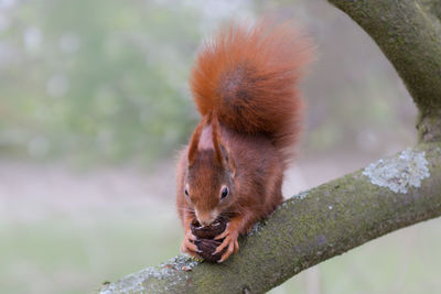 Squirrel on a tree