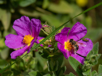 Close-up of bee pollinating on pink flower
