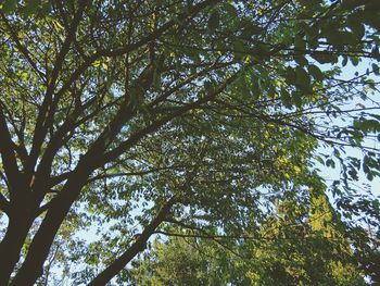 Low angle view of tree against sky