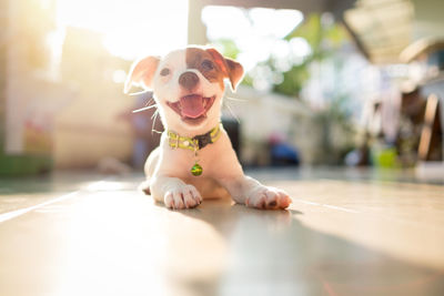 Portrait of dog at home