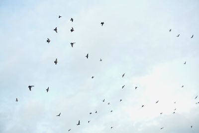 Low angle view of birds flying in sky