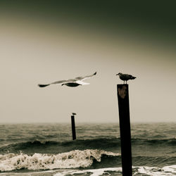 Bird perching on beach against sky