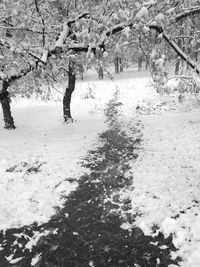 Trees on snow covered field