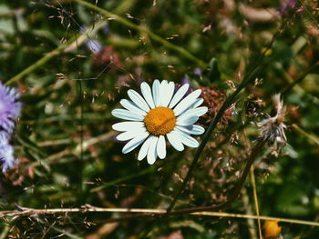 Close-up of white flowers blooming outdoors