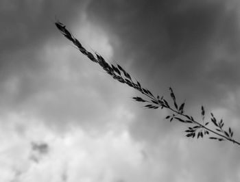 Low angle view of stalks against cloudy sky