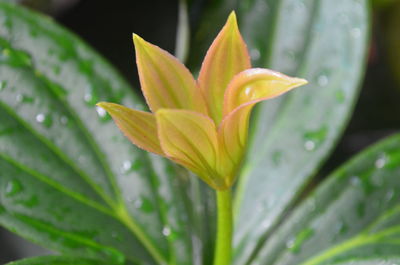 Close-up of wet yellow flower blooming outdoors