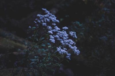 Close-up of purple flowers growing outdoors