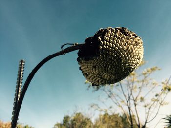 Close-up of butterfly against sky