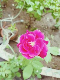 Close-up of pink flower