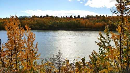 Reflection of trees in lake