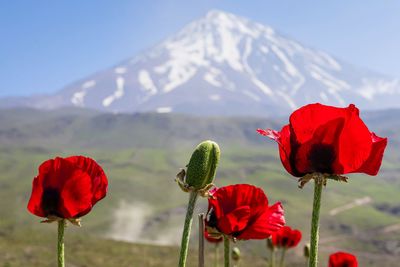 A famous spring view of snow-capped mount damavand with poppies in thee foreground