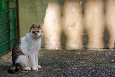 Cat sitting on field