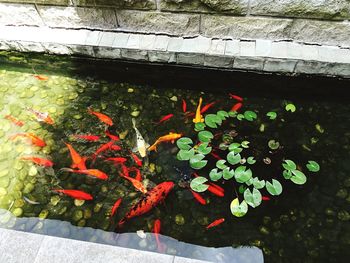 Leaves floating on pond