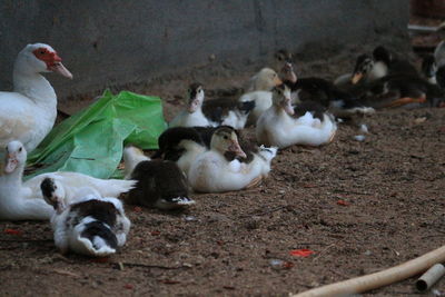 Close-up of ducks