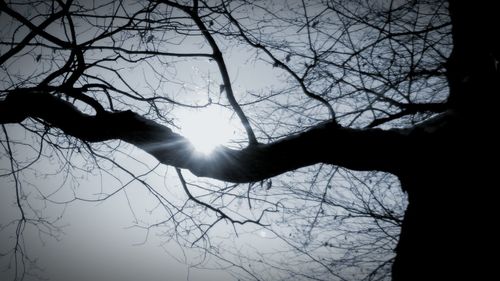 Low angle view of silhouette bare tree against sky