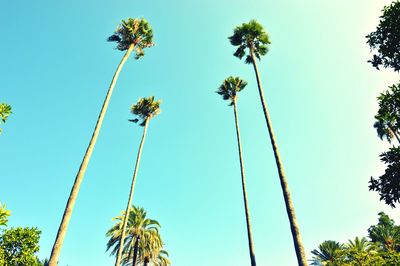 Low angle view of coconut palm trees against clear blue sky
