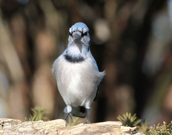 Close-up of bird