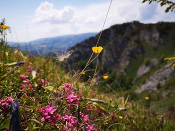 Close-up of flowering plant on land against sky