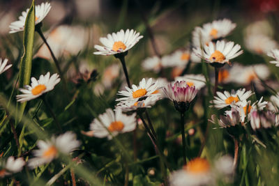 Close-up of white daisy flowers