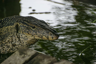 Close-up of crocodile in lake