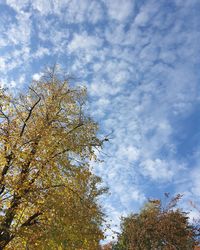 Low angle view of trees against sky during autumn