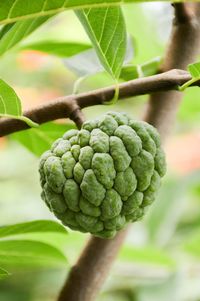 Close-up of fresh green plant