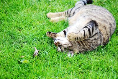 Dog relaxing on grassy field